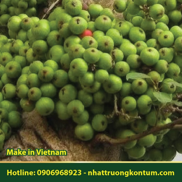 Cây Sung - Ficus racemosa - Túi 1kg