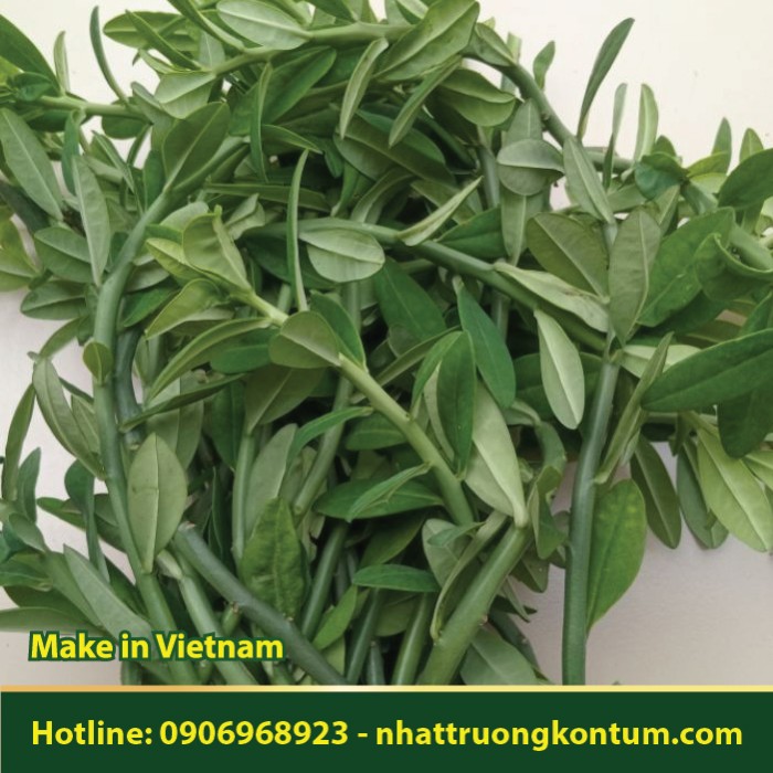 Cây Thạch Anh - Công Đức - Euphorbia tithymaloides - Túi 1kg