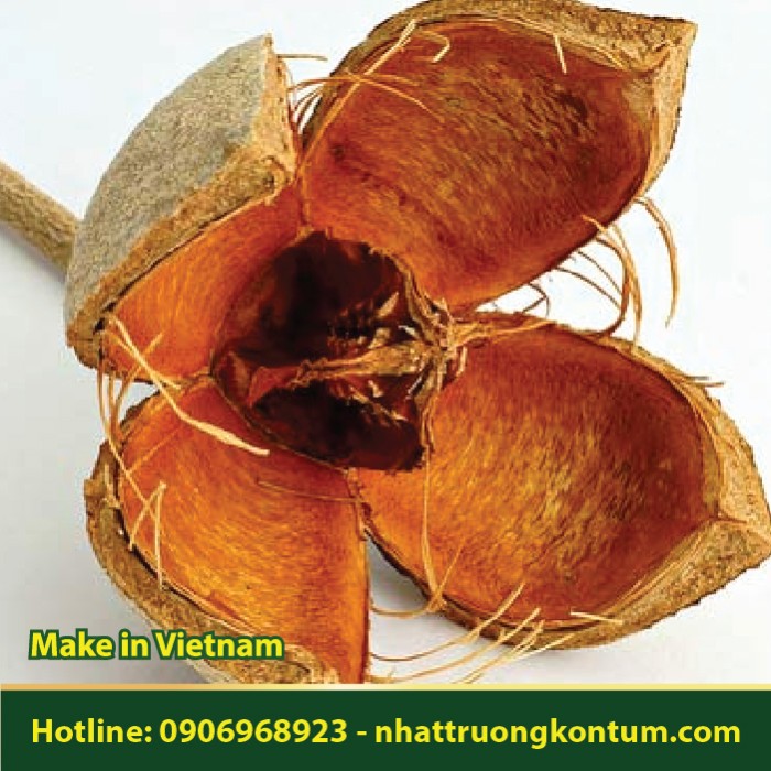 Xà Cừ - Khaya senegalensis - Túi 1kg