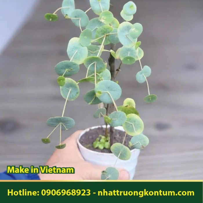 Cây Xuyên Tim - Xuyên Tâm Thảo - Lá Xuyên Tim - Canscora lucidissima - Túi 1kg