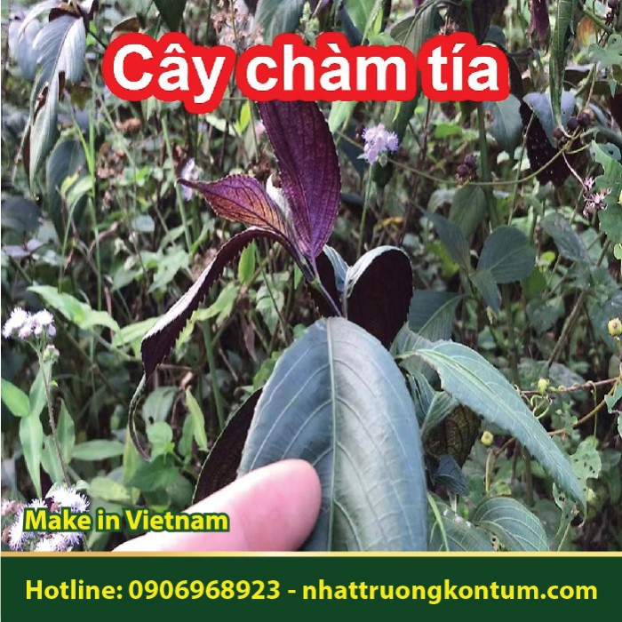 Chàm Tía - Strobilanthes pateriformis - Túi 1kg