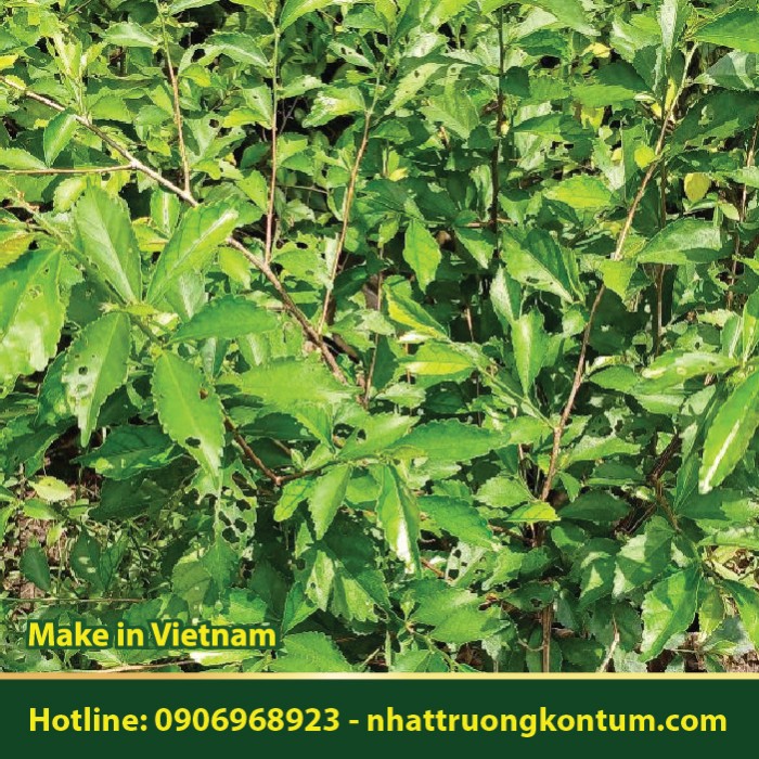 Trà Cọc Rào - Chè Tàu - Acalypha siamensis - Túi 1kg