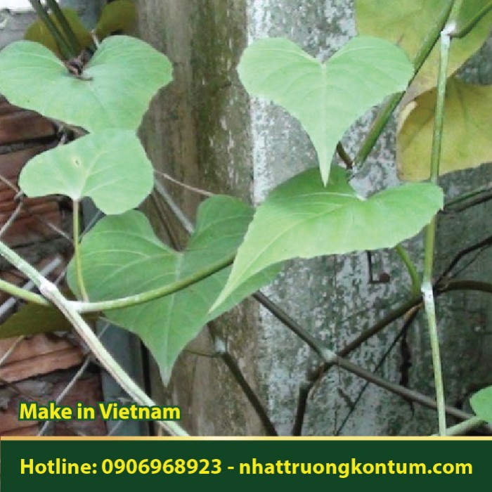 Chìa Vôi - Cissus modeccoides - Túi 1kg