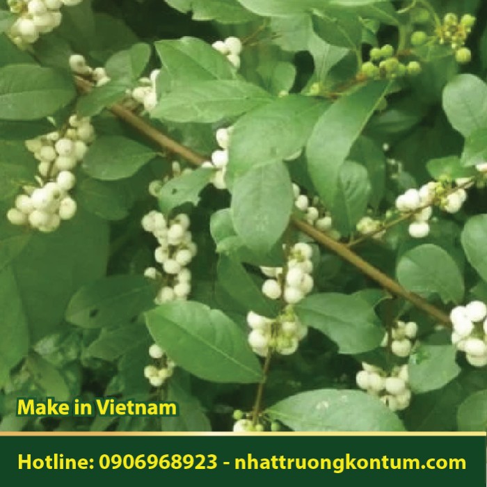 Cơm Rượu - Ardisia quinquegona - Túi 1kg