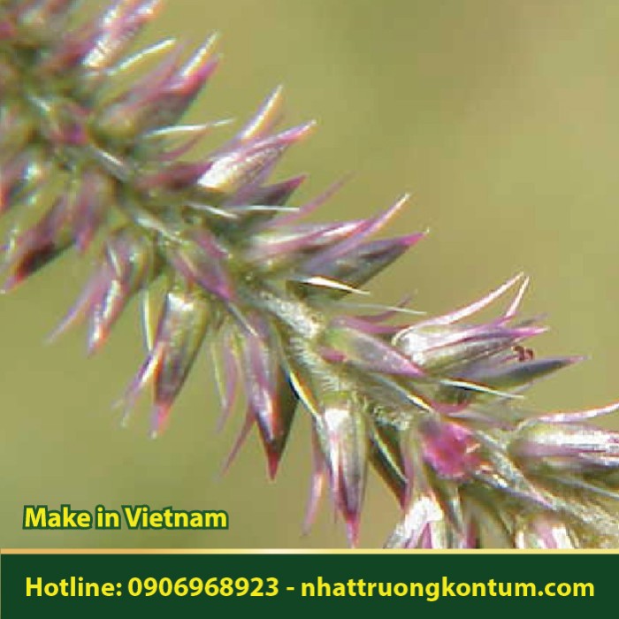 Cỏ Xước - Ngưu Tất Nam - Achyranthes aspera - Túi 1kg