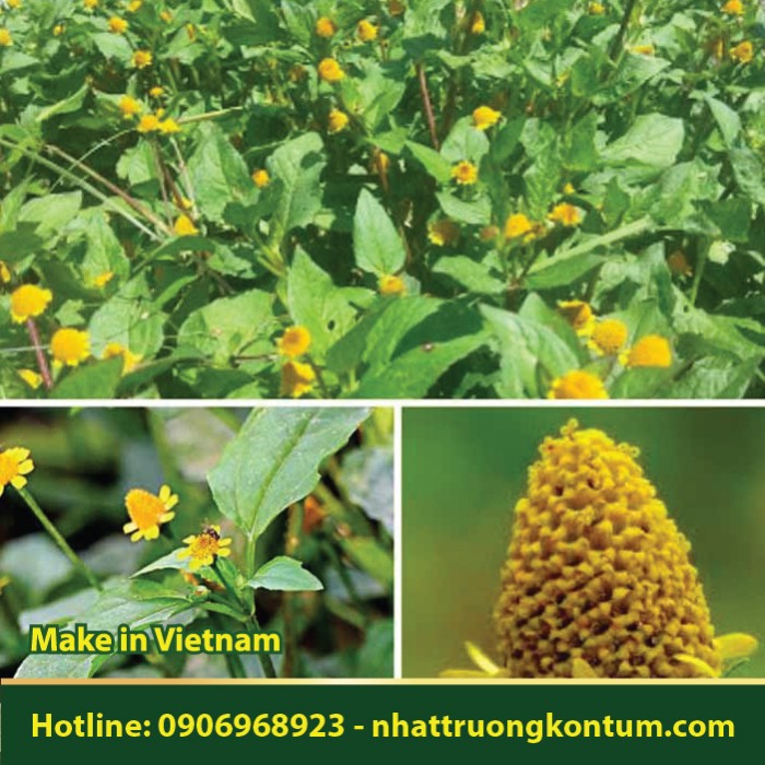 Cúc Áo Hoa Vàng - Spilanthes oleracea - Túi 1kg