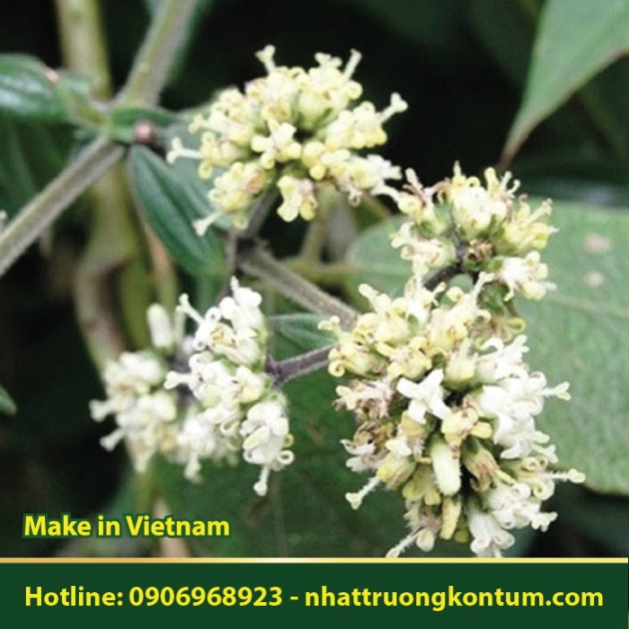 Dạ Cẩm - Hedyotis capitellata - Túi 1kg