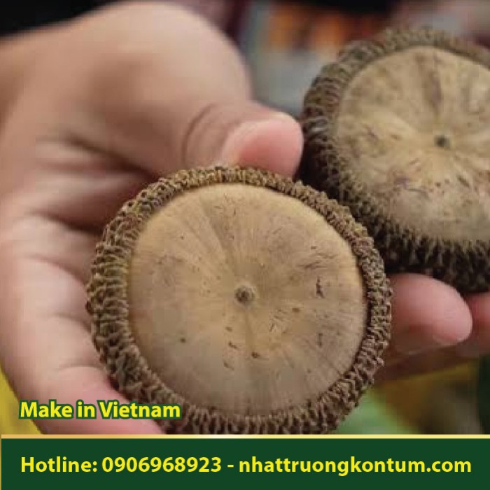 Hạt Sồi - Quercus robur - Túi 1kg