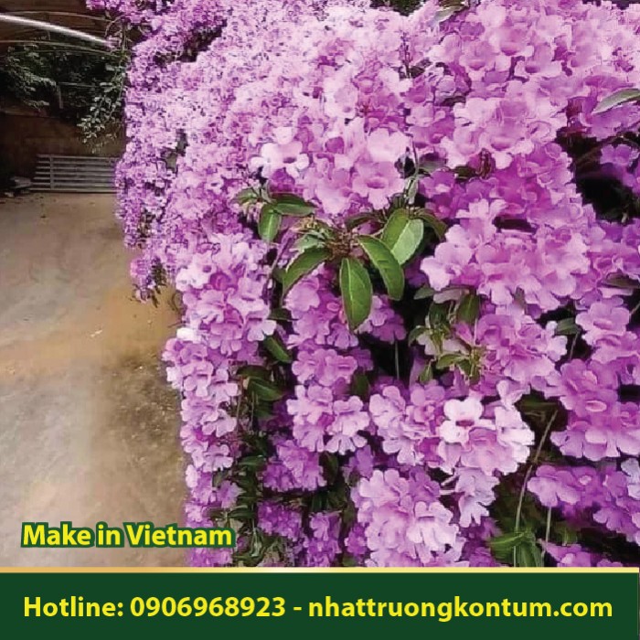 Cây Hoa Lan Tỏi - Mansoa alliacea - Túi 1kg