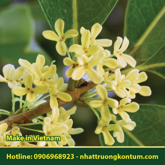 Hoa Mộc - Osmanthus fragrans - Túi 1kg