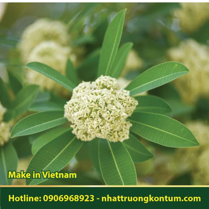 Hoa Sữa - Alstonia scholaris - Túi 1kg