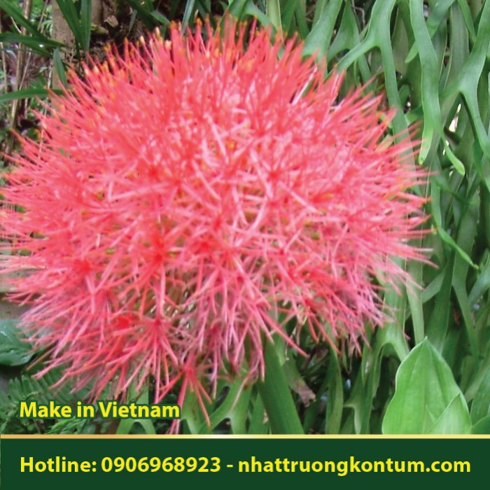 Hồng Tú Cầu - Ngải Mã Lai - Scadoxus multiflorus - Túi 1kg