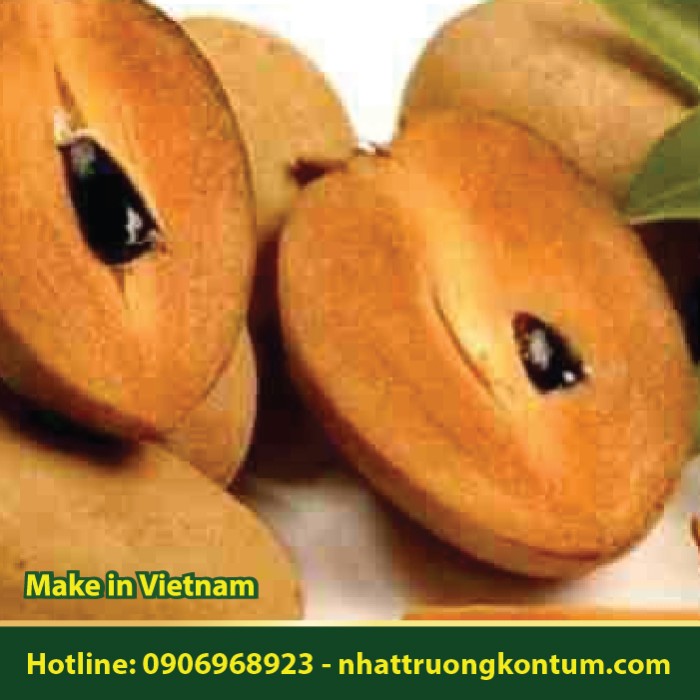 Cây Hồng Xiêm - Manilkara zapota - Túi 1kg