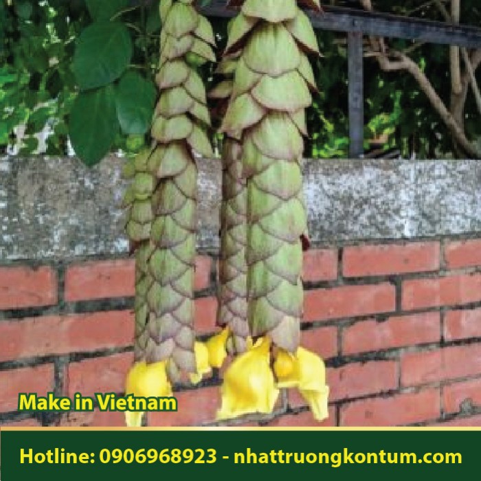 Cây Huyền Trân Công Chúa - Gmelina philippinensis - Túi 1kg