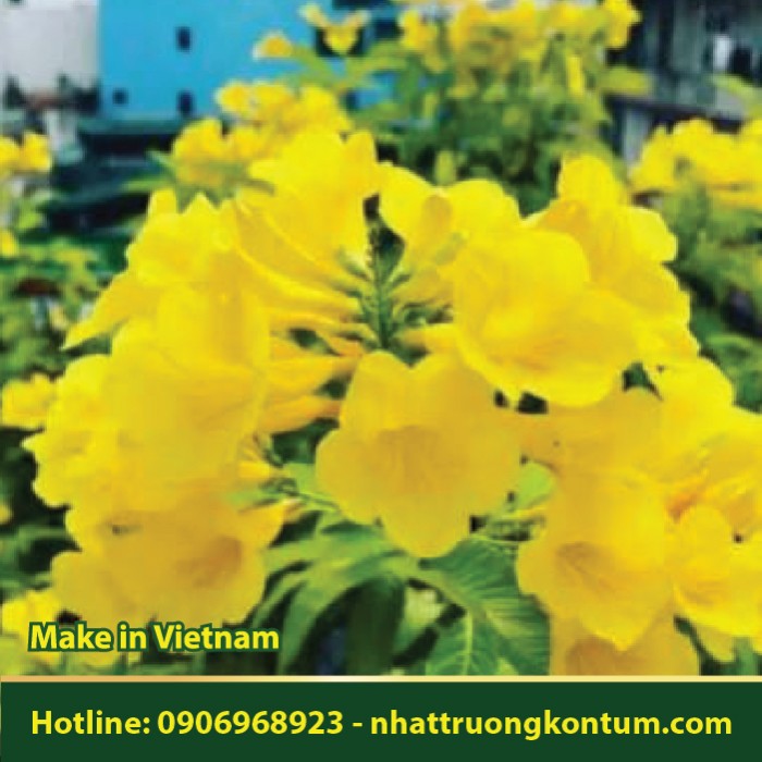 Huỳnh Liên - Sò Đo Bông Vàng - Cây Chuông Vàng Hoàng Yến - Tecoma stans - Túi 1kg