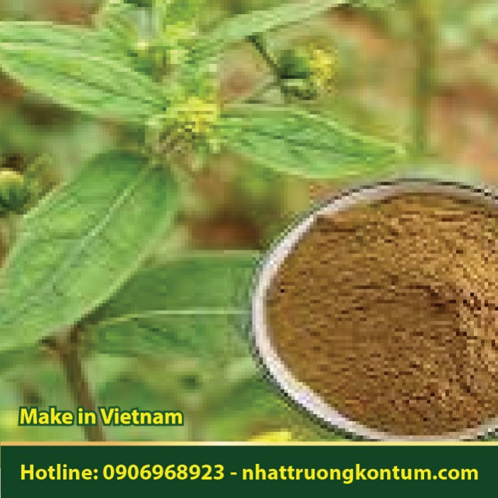 Bột Hy Thiêm - Sigesbeckia orientalis Powder - Túi 1kg