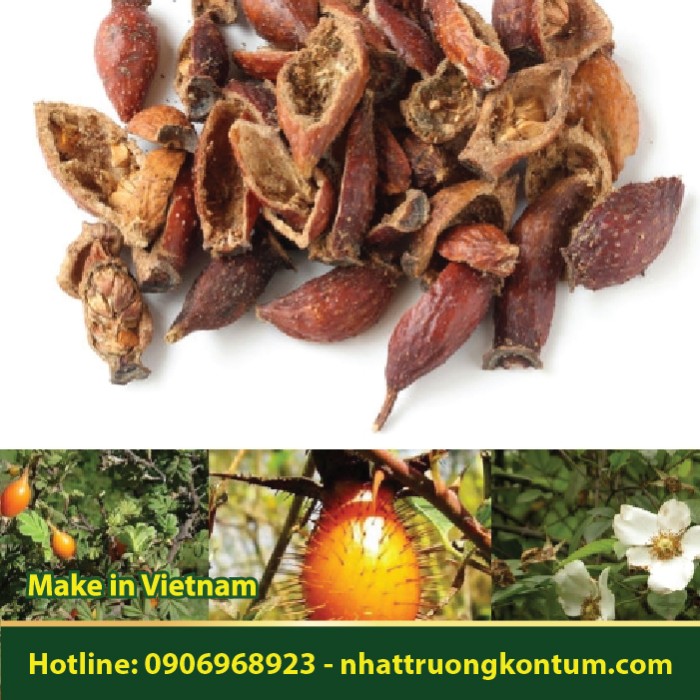 Kim Anh Tử - Rosa laevigata - Túi 1kg