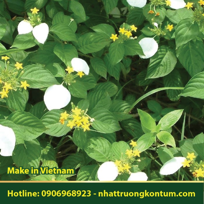 Cây Bướm Bạc - Lá Bươm Bướm -  Mussaenda pubescens - Túi 1kg