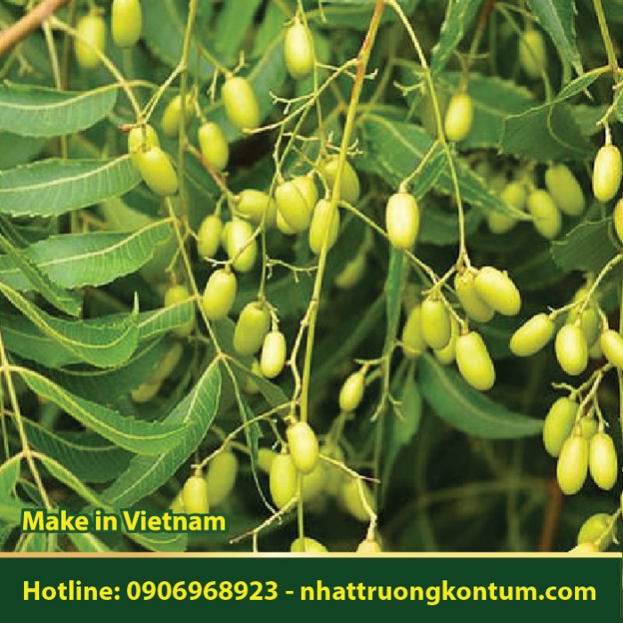 Lá Neem Ấn Độ - Azadirachta indica - Túi 1kg