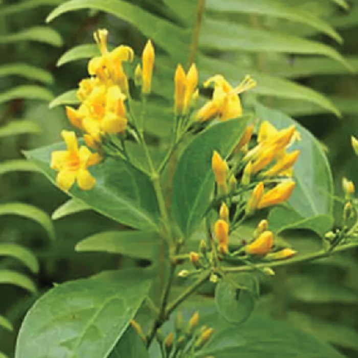 Lá Ngón - Gelsemium elegans - Cách Cấp Cứu Giải Độc Lá Ngón