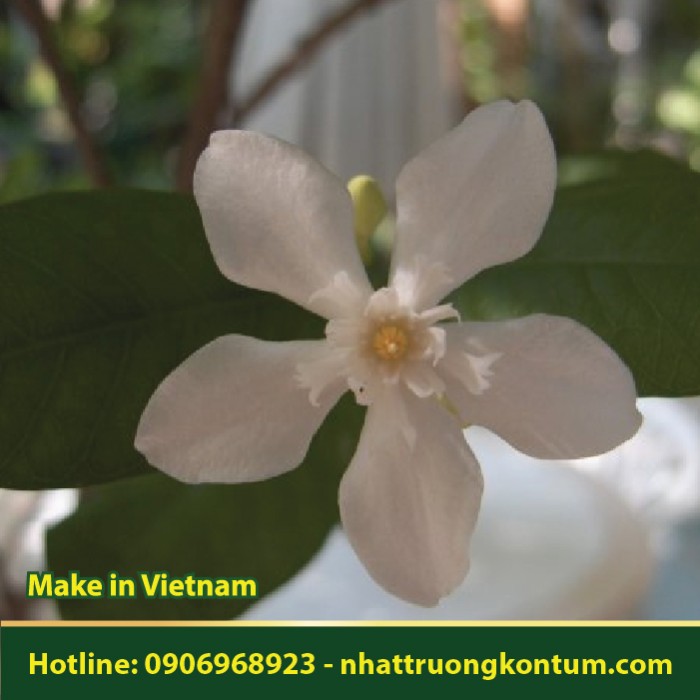 Lòng Mức Trung Bộ - Wrightia annamensis - Túi 1kg