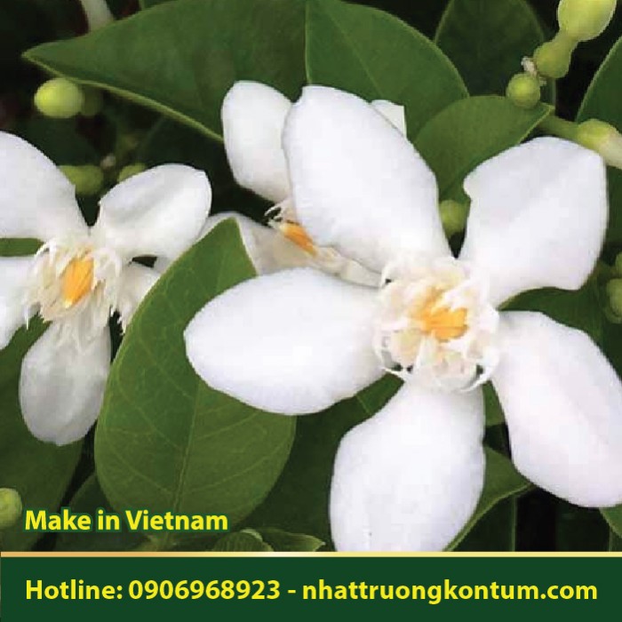 Mai Chỉ Thiên - Wrightia antidysenterica - Túi 1kg