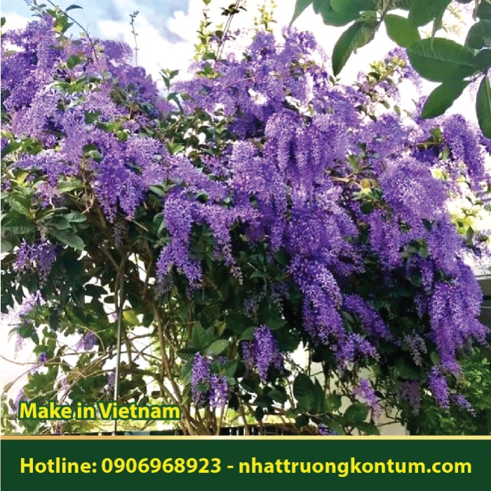 Mai Thái Xanh - Petrea volubilis - Túi 1kg