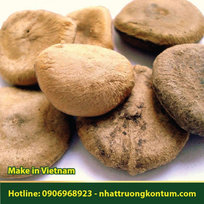 Hạt Mã Tiền - Strychnos nux-vomica - Túi 1kg