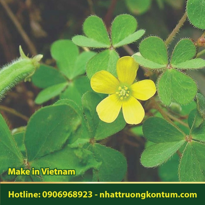 Me Đất - Oxalis corniculata - Túi 1kg