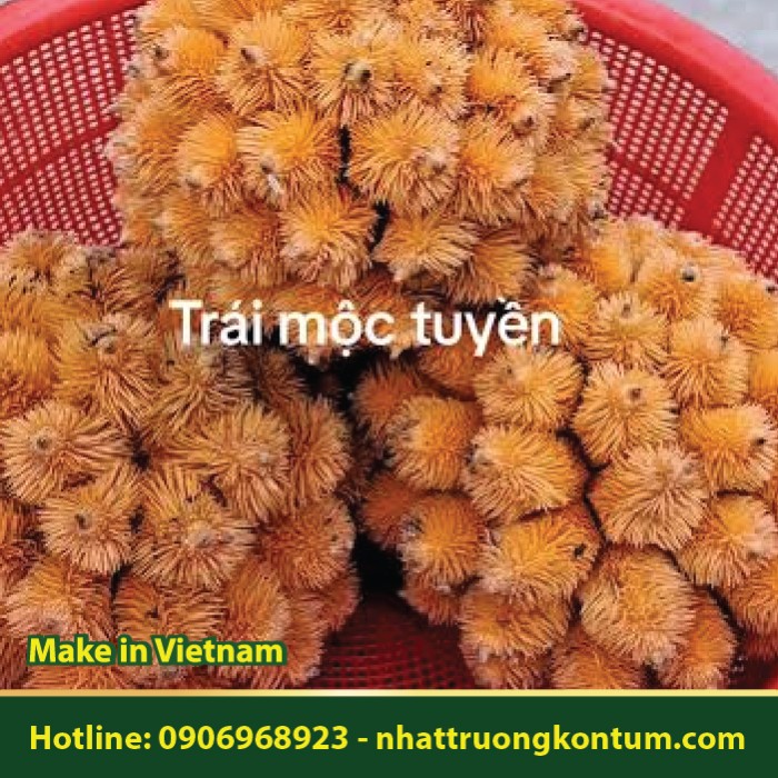 Cây Leo Mộc Tuyền - Phytocrene oblonga Wall - Túi 1kg