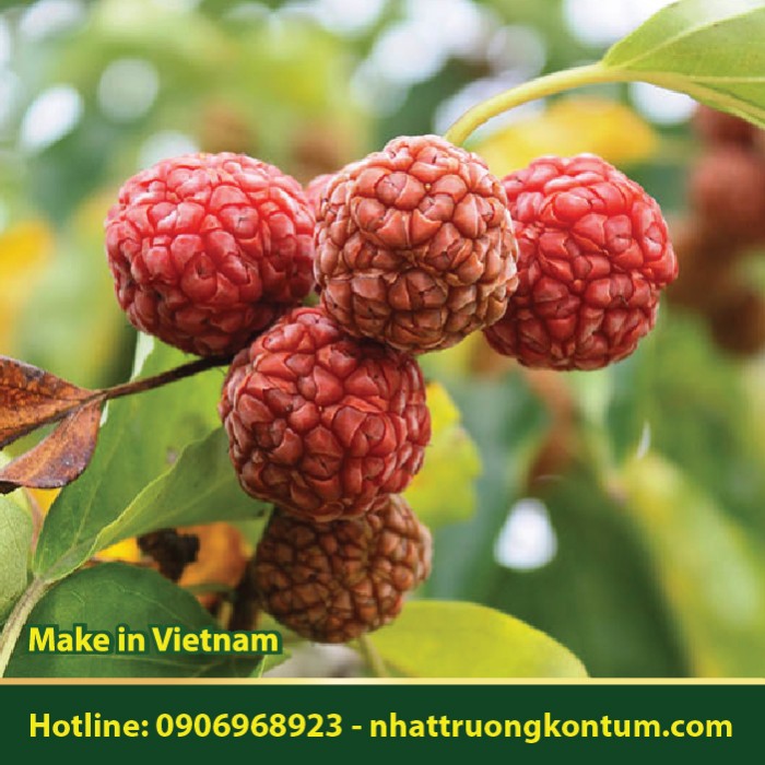 Cây Mỏ Quạ - Cudrania tricuspidata - Túi 1kg