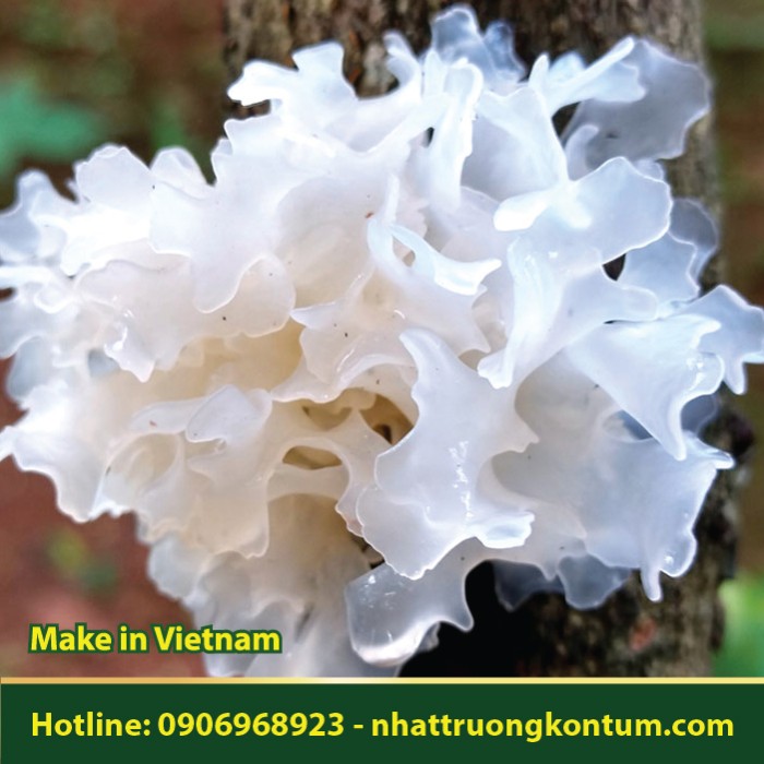 Ngân Nhĩ - Nấm Tuyết - Tremella fuciformis - Túi 1kg