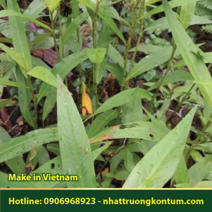 Nghể Răm - Polygonum hydropiper - Túi 1kg