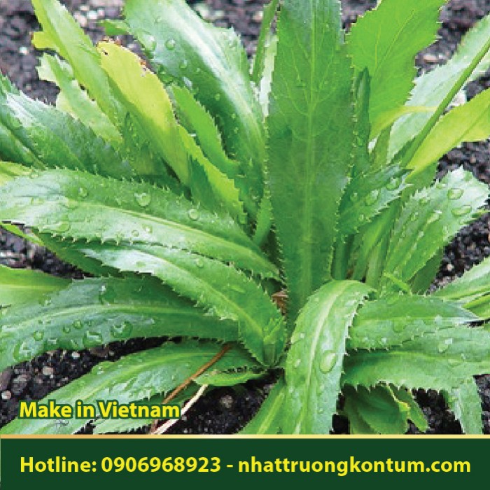 Ngò Gai - Eryngium foetidum - Túi 1kg
