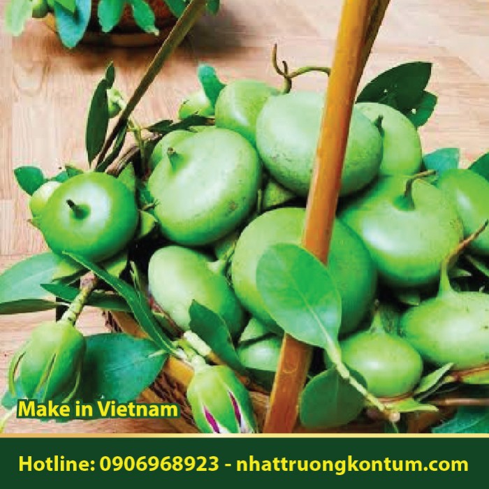 Quả Bần - Sonneratia caseolaris - Túi 1kg
