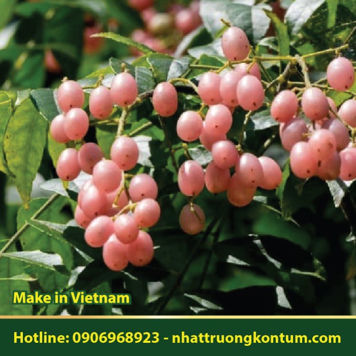 Quất Hồng Bì Dại - Clausena lansium - Túi 1kg