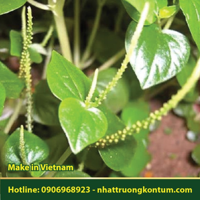 Rau Càng Cua - Peperomia pellucida - Túi 1kg