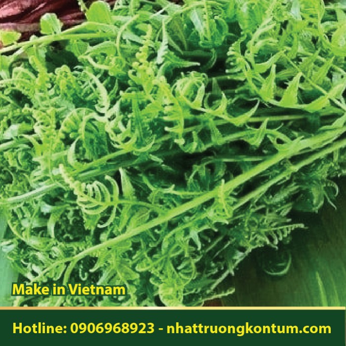 Rau Dớn - Diplazium esculentum - Túi 1kg
