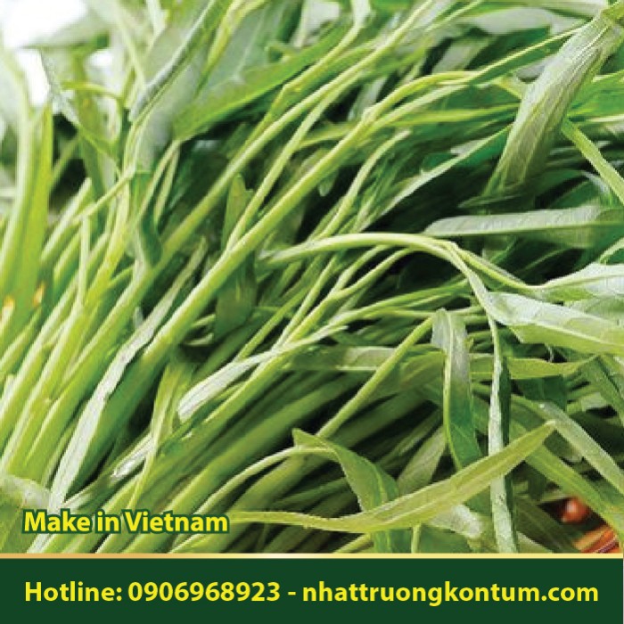 Rau Muống - Ipomoea aquatica - Túi 1kg