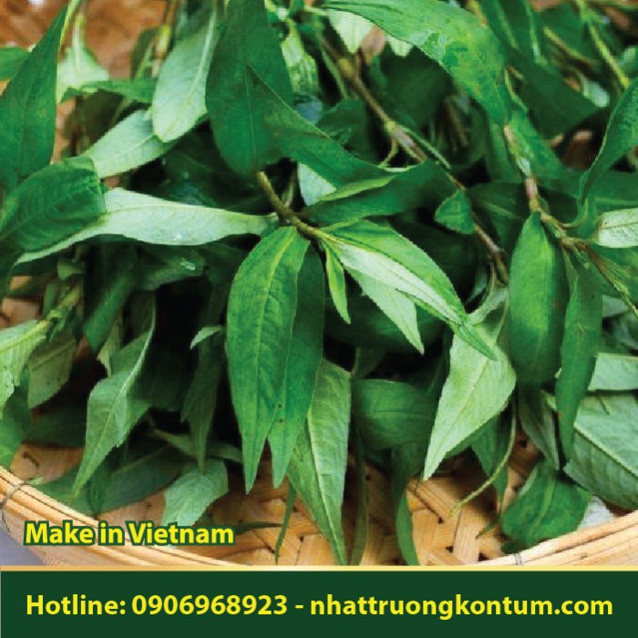 Rau Răm - Polygonum odoratum - Túi 1kg