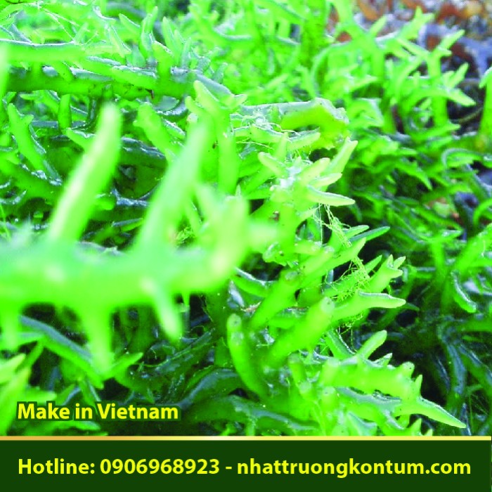 Rong Mơ Hải Tảo -  Sargassum henslowianum - Túi 1kg