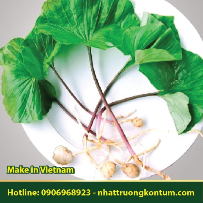 Sâm Một Lá - Sâm 1 Lá - Nervilia fordii - Túi 1kg