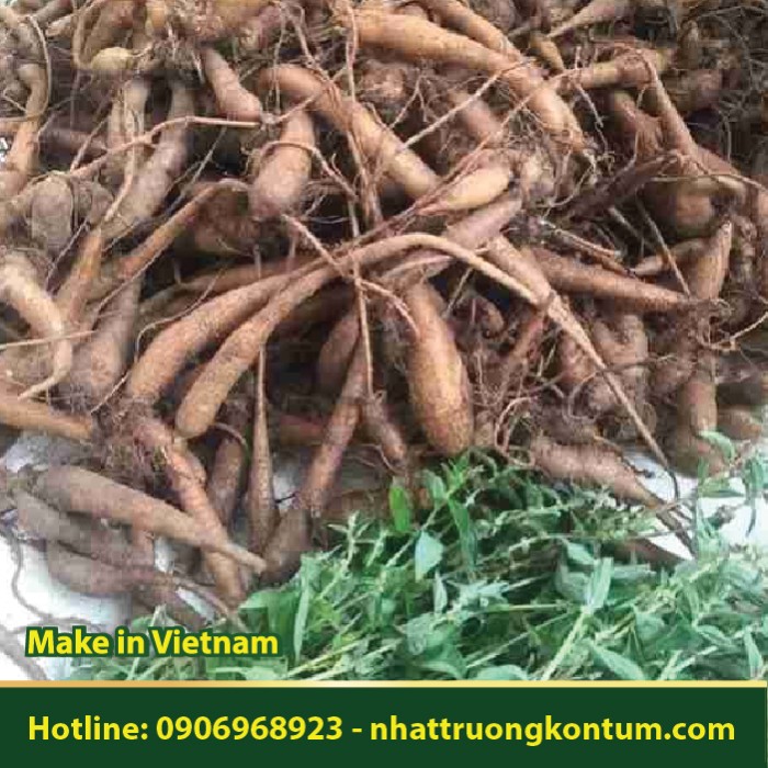 Sâm Côn Đảo Phú Quốc - Parietaria debilis - Túi 1kg