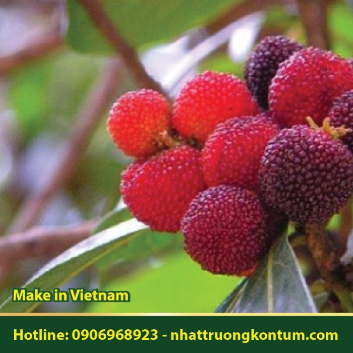 Cây Thanh Mai - Myrica esculenta - Túi 1kg