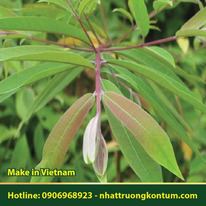 Thành Ngạnh Lông Đỏ - Cratoxylum prunifolium - Túi 1kg