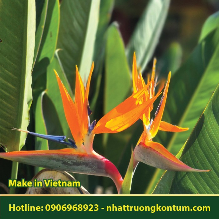 Thiên Điểu - Strelitzia reginae Banks - Túi 1kg