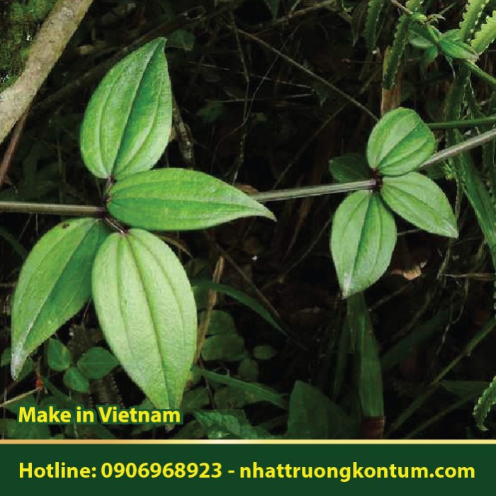 Thiến Thảo - Rubia cordifolia - Túi 1kg