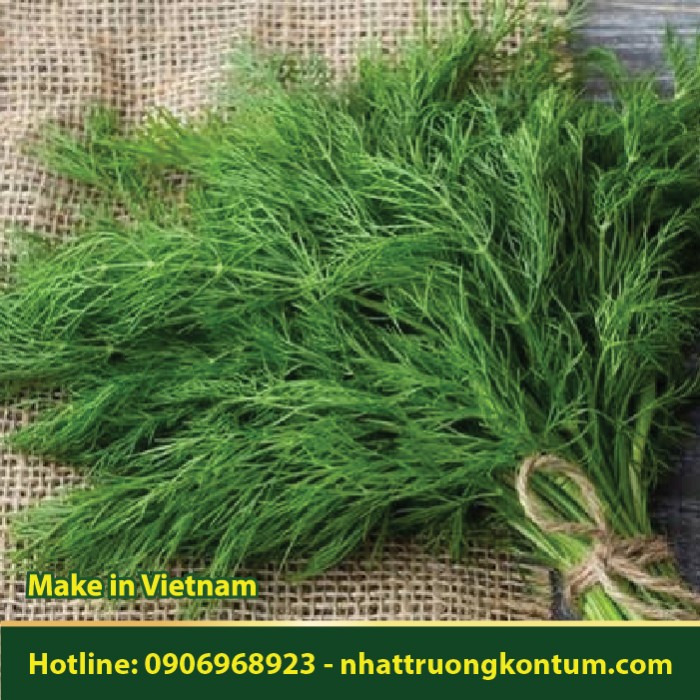 Thì Là - Anethum graveolens - Túi 1kg