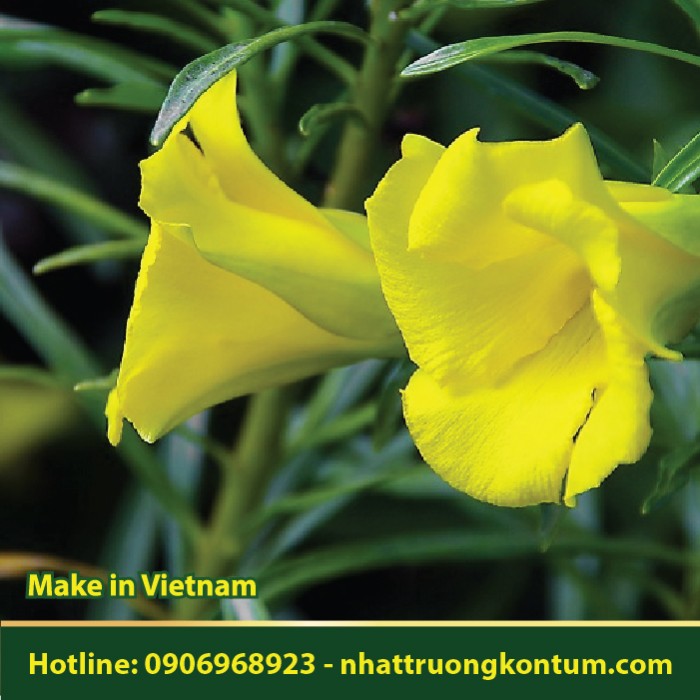 Thông Thiên - Thevetia peruviana - Túi 1kg