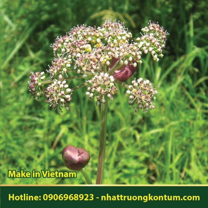 Tiền Hồ - Peucedanum decursivum - Túi 1kg
